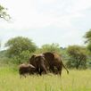 Met water spelende olifanten wildlife safari